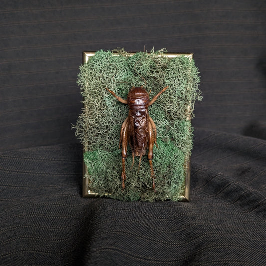 Insect on a piece of moss with a dark background