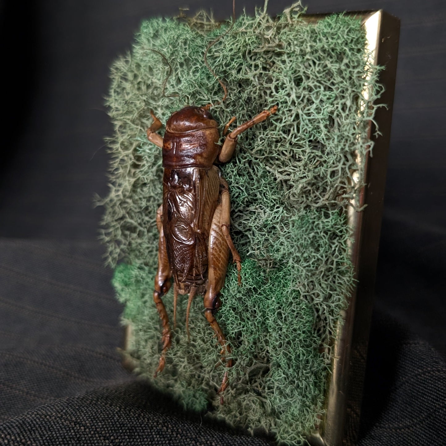 Insect on a piece of moss against a dark background