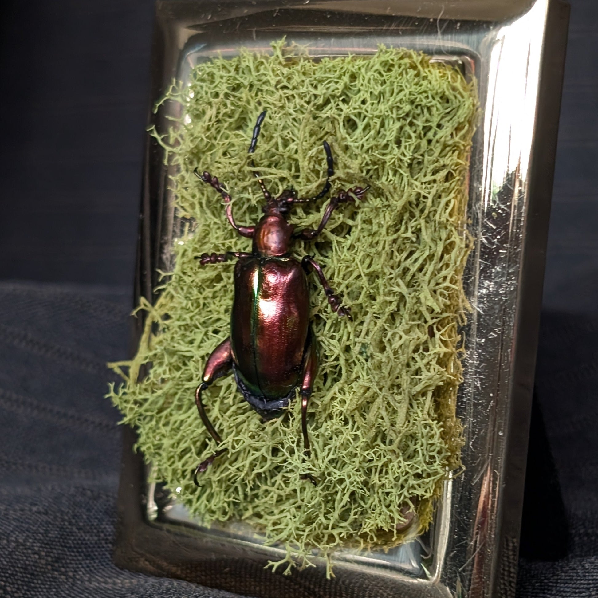 Taxidermy beetle on a bed of moss in a decorative frame.