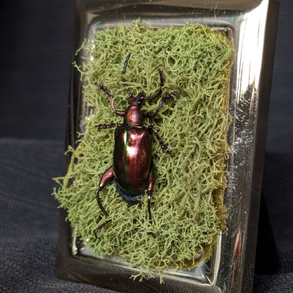 Taxidermy beetle on a bed of moss in a decorative frame.