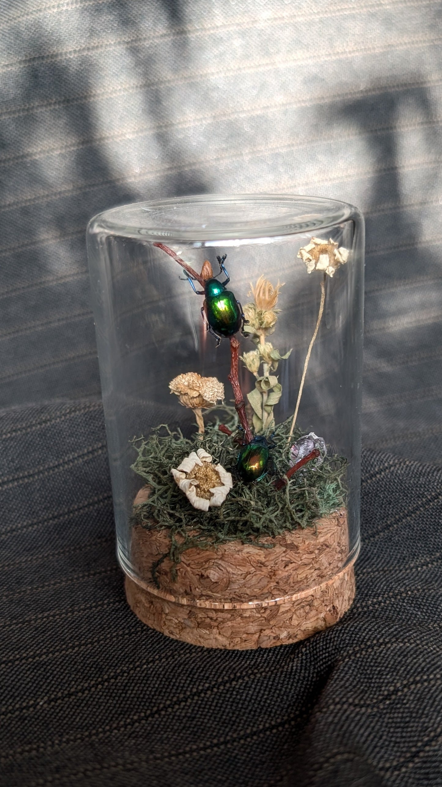 Small Beetle Cloche